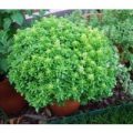 Basilikum Spicy Globe Bush Samen