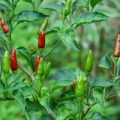 Bird Pepper wild Chili Samen