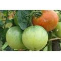 Ace 55 Tomaten Samen