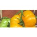 Brandywine Yellow Tomaten Samen