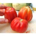 Costoluto Fiorentino Tomaten Samen