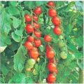 Gardeners Delight Tomaten Samen