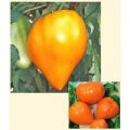 German Orange Strawberry Tomaten Samen