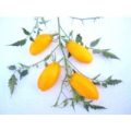 Gold Roma Tomaten Samen