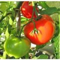 Jubileum Tomaten Samen