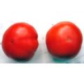 Marglobe Tomaten Samen