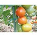 Moneymaker Tomaten Samen
