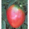 Oxheart Pink Tomaten Samen