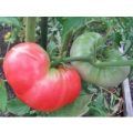 Ponderosa Pink Tomaten Samen