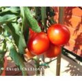 Principe Borghese Tomaten Samen