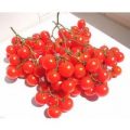 Riesentraube Tomaten Samen