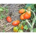 Roma Excellent Tomaten Samen