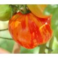 Striped Stuffer Tomaten Samen