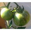 Green Zebra Tomaten Samen