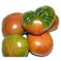 Muchamiel Tomaten Samen