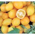 Lemon Plum Tomaten Samen