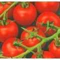 De Colgar Tomaten Samen