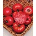 Mortgage Lifter Tomaten Samen