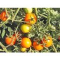 Sun Drop Tomaten Samen