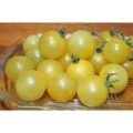 White Cherry Tomaten Samen