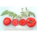 Omars Lebanese Tomaten Samen