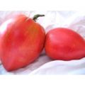 Anna Russian Tomaten Samen
