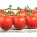 Chadwick Cherry Tomaten Samen