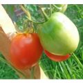 Ukrainian Purple Tomaten Samen