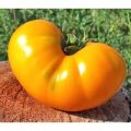 Azoychka Tomaten Samen