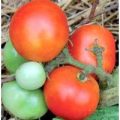 Czech Bush Tomaten Samen