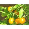 Gold Nugget Yellow Cherry Tomaten Samen