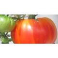 Hillbilly Tomaten Samen