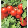 Large Cherry Tomaten Samen