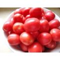 Porter Tomaten Samen