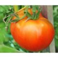 Moskvich Tomaten Samen