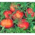 Silver Fir Tree Tomaten Samen