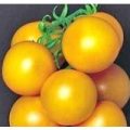 Ponderosa Yellow Tomaten Samen