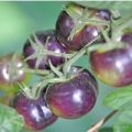 Blueberry Tomaten Samen