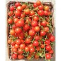 Drops Tomaten Samen