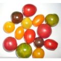 Tomaten Samen Mix