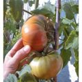 Black from Tula Tomaten Samen