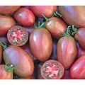 Purple Russian Plum Tomaten Samen