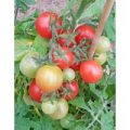 Window Box Red Tomaten Samen