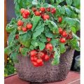Red Robin Tomaten Samen