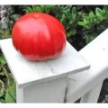 Gigante Johnson Tomaten Samen