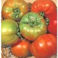 Licatese Tomaten Samen