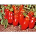 San Marzano Nano Tomaten Samen