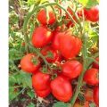 Petomech Tomaten Samen