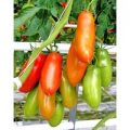 Napoli Tomaten Samen