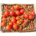 Ciliegia Incan Tomaten Samen